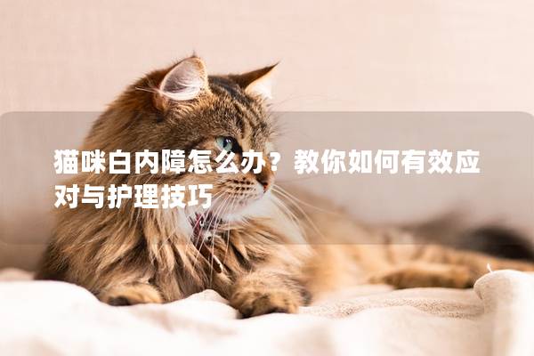 貓咪白內障怎么辦？教你如何有效應對與護理技巧