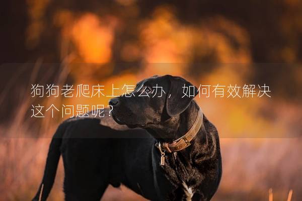 狗狗老爬床上怎么辦，如何有效解決這個問題呢？