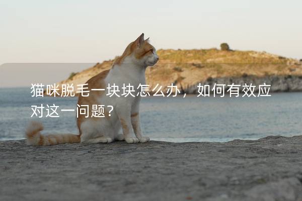 貓咪脫毛一塊塊怎么辦，如何有效應(yīng)對(duì)這一問題？