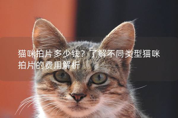貓咪拍片多少錢？了解不同類型貓咪拍片的費用解析