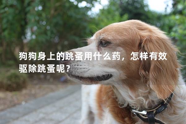 狗狗身上的跳蚤用什么藥，怎樣有效驅除跳蚤呢？