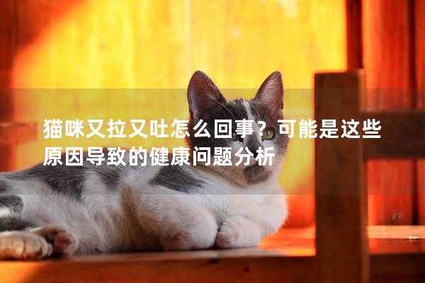 貓咪又拉又吐怎么回事？可能是這些原因?qū)е碌慕】祮栴}分析
