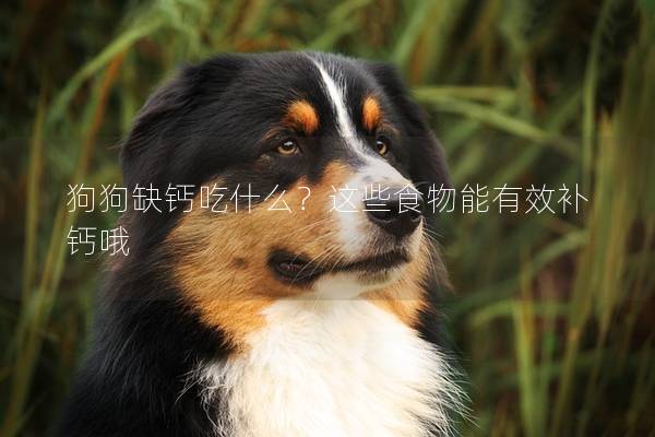 狗狗缺鈣吃什么？這些食物能有效補鈣哦