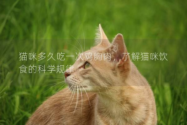 貓咪多久吃一次雞胸肉，了解貓咪飲食的科學規律