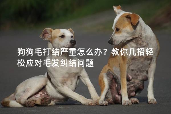 狗狗毛打結(jié)嚴(yán)重怎么辦？教你幾招輕松應(yīng)對(duì)毛發(fā)糾結(jié)問(wèn)題