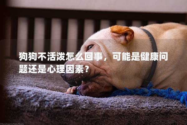 狗狗不活潑怎么回事，可能是健康問題還是心理因素？