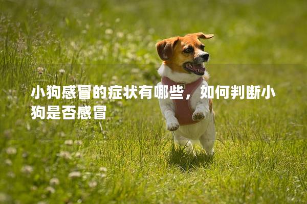小狗感冒的癥狀有哪些，如何判斷小狗是否感冒