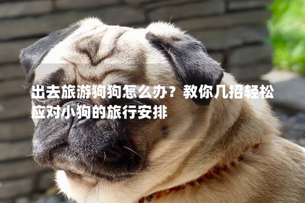 出去旅游狗狗怎么辦？教你幾招輕松應對小狗的旅行安排