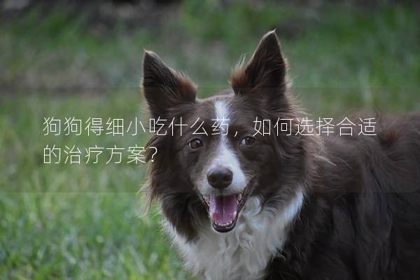 狗狗得細小吃什么藥，如何選擇合適的治療方案？