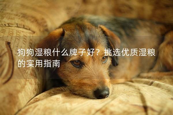 狗狗濕糧什么牌子好？挑選優質濕糧的實用指南