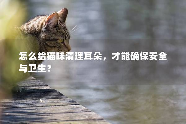 怎么給貓咪清理耳朵，才能確保安全與衛生？