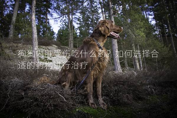 狗狗內(nèi)臟受傷吃什么藥？如何選擇合適的藥物進(jìn)行治療