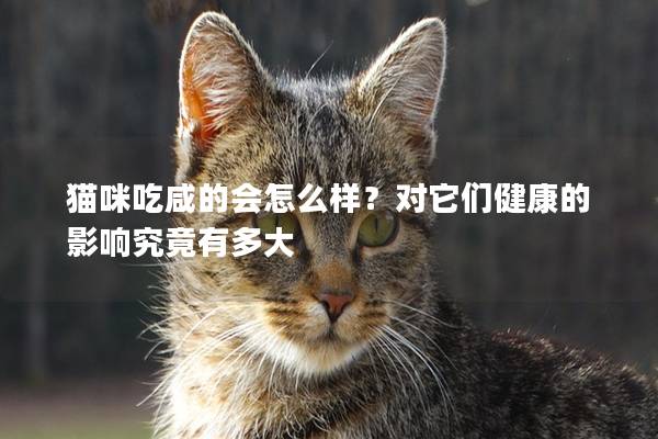 貓咪吃咸的會(huì)怎么樣？對(duì)它們健康的影響究竟有多大