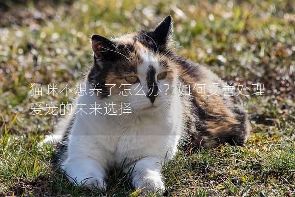 貓咪不想養了怎么辦？如何妥善處理愛寵的未來選擇