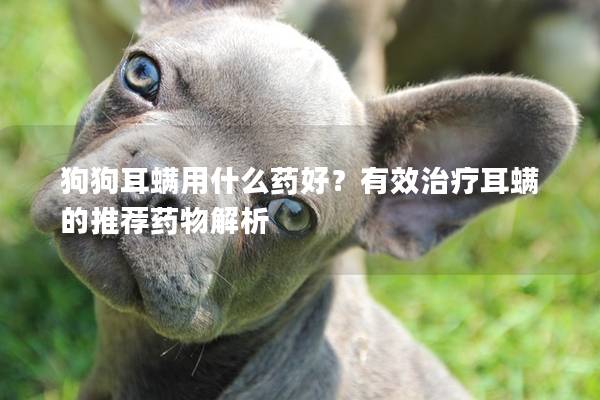 狗狗耳螨用什么藥好？有效治療耳螨的推薦藥物解析