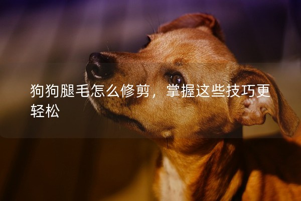 狗狗腿毛怎么修剪，掌握這些技巧更輕松