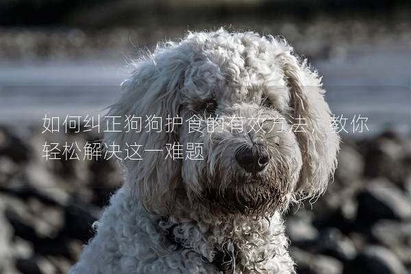 如何糾正狗狗護食的有效方法，教你輕松解決這一難題