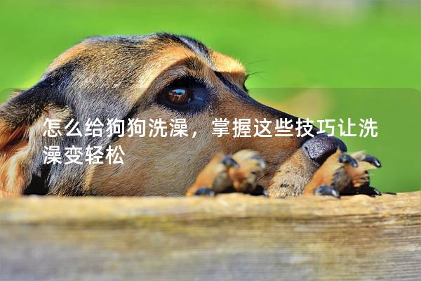 怎么給狗狗洗澡，掌握這些技巧讓洗澡變輕松