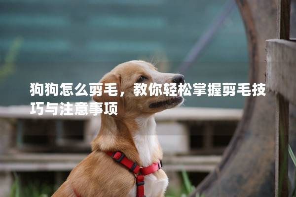 狗狗怎么剪毛，教你輕松掌握剪毛技巧與注意事項(xiàng)