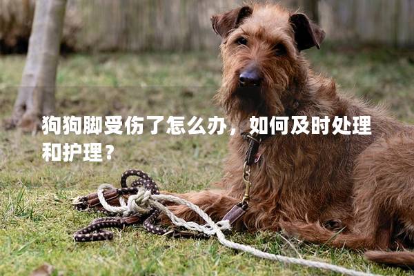狗狗腳受傷了怎么辦，如何及時(shí)處理和護(hù)理？