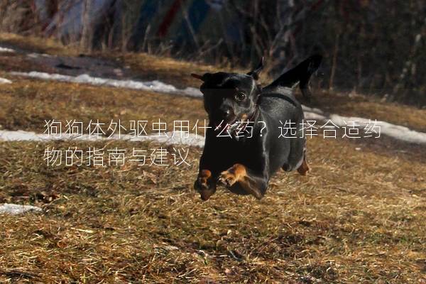 狗狗體外驅(qū)蟲用什么藥？選擇合適藥物的指南與建議