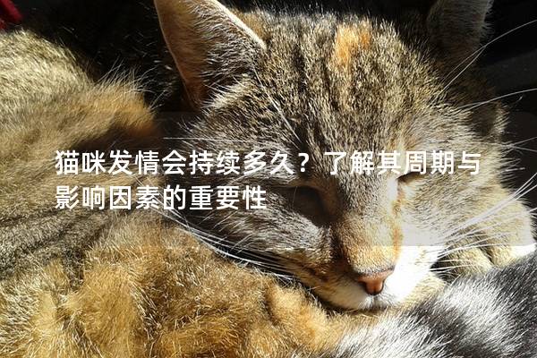 貓咪發(fā)情會持續(xù)多久？了解其周期與影響因素的重要性