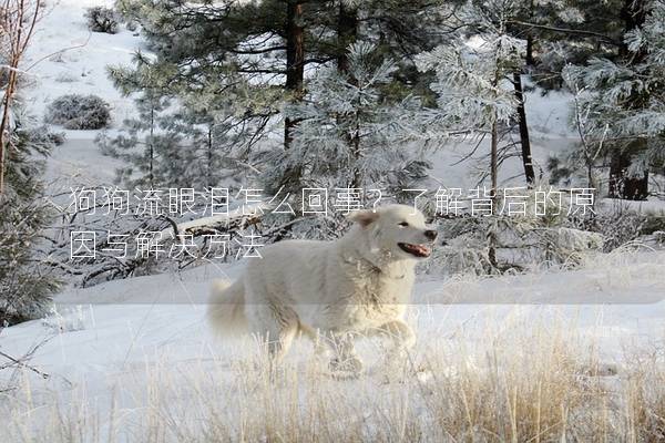 狗狗流眼淚怎么回事？了解背后的原因與解決方法