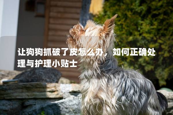 讓狗狗抓破了皮怎么辦，如何正確處理與護(hù)理小貼士