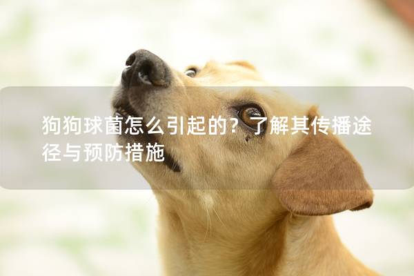 狗狗球菌怎么引起的？了解其傳播途徑與預(yù)防措施