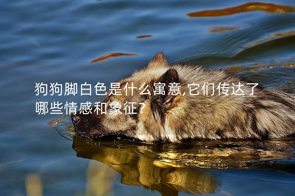 狗狗腳白色是什么寓意,它們傳達(dá)了哪些情感和象征？