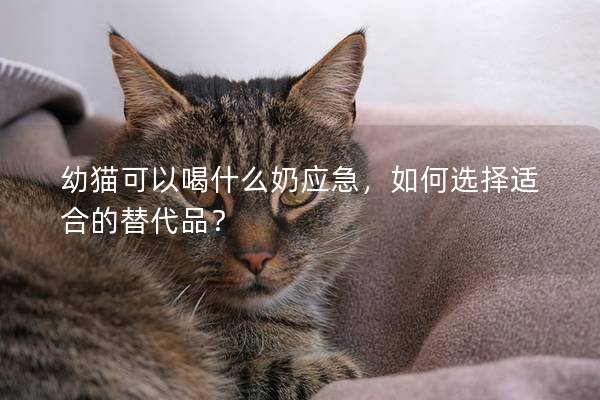 幼貓可以喝什么奶應(yīng)急，如何選擇適合的替代品？