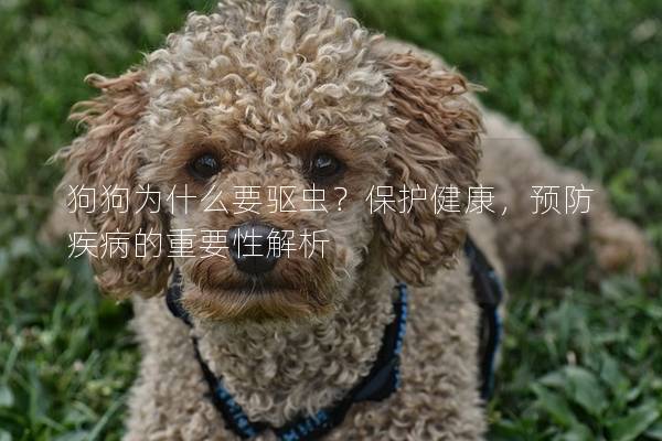狗狗為什么要驅(qū)蟲？保護(hù)健康，預(yù)防疾病的重要性解析