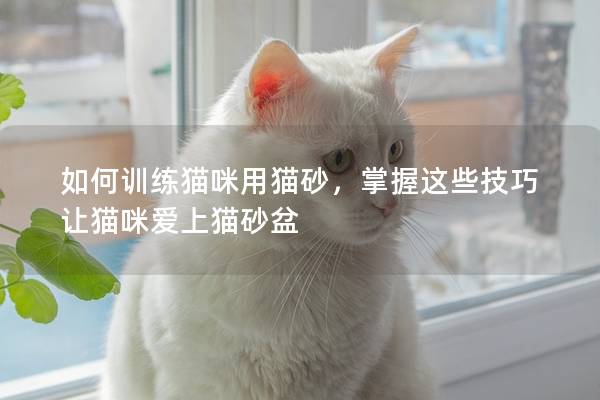 如何訓練貓咪用貓砂，掌握這些技巧讓貓咪愛上貓砂盆