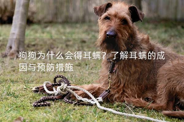 狗狗為什么會(huì)得耳螨？了解耳螨的成因與預(yù)防措施