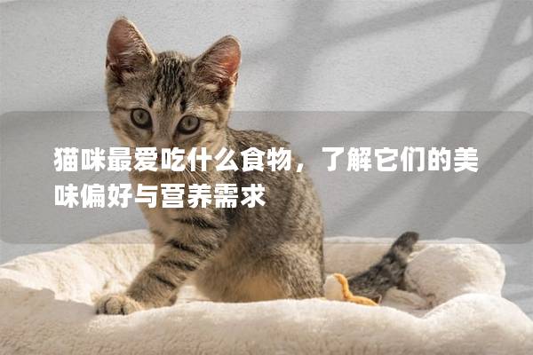 貓咪最愛吃什么食物，了解它們的美味偏好與營養(yǎng)需求