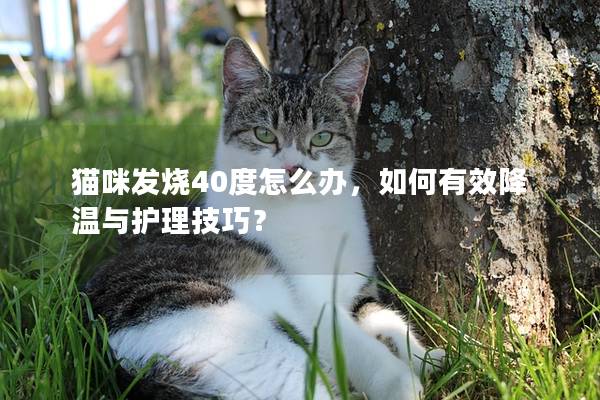 貓咪發(fā)燒40度怎么辦，如何有效降溫與護理技巧？