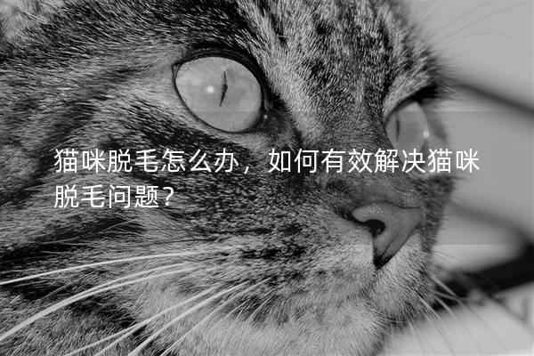 貓咪脫毛怎么辦，如何有效解決貓咪脫毛問題？
