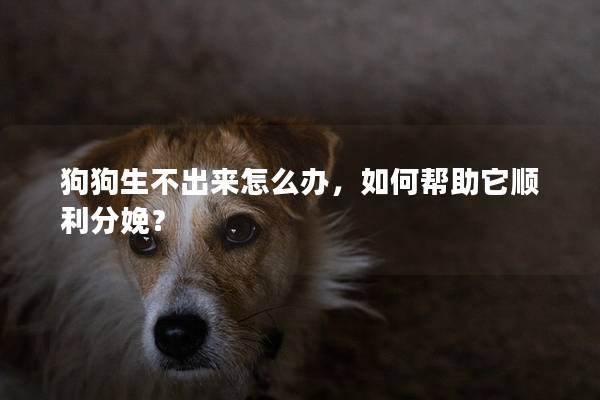 狗狗生不出來怎么辦，如何幫助它順利分娩？