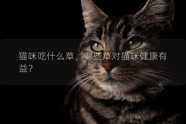 貓咪吃什么草，哪些草對(duì)貓咪健康有益？