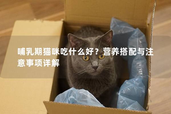 哺乳期貓咪吃什么好？營養搭配與注意事項詳解