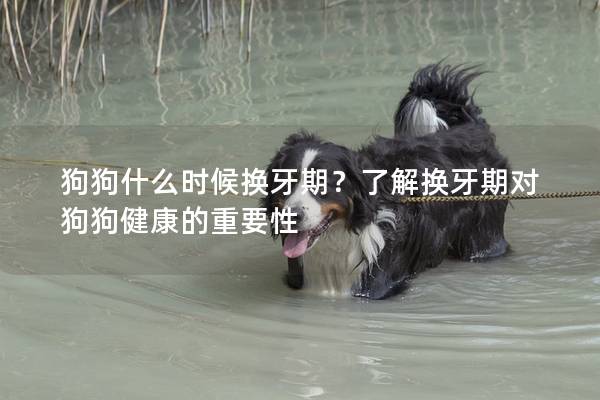 狗狗什么時候換牙期？了解換牙期對狗狗健康的重要性
