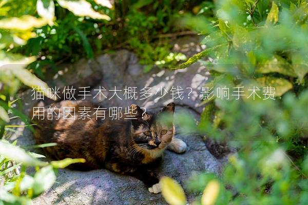 貓咪做手術(shù)大概多少錢？影響手術(shù)費(fèi)用的因素有哪些？