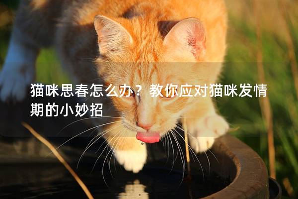 貓咪思春怎么辦？教你應對貓咪發情期的小妙招