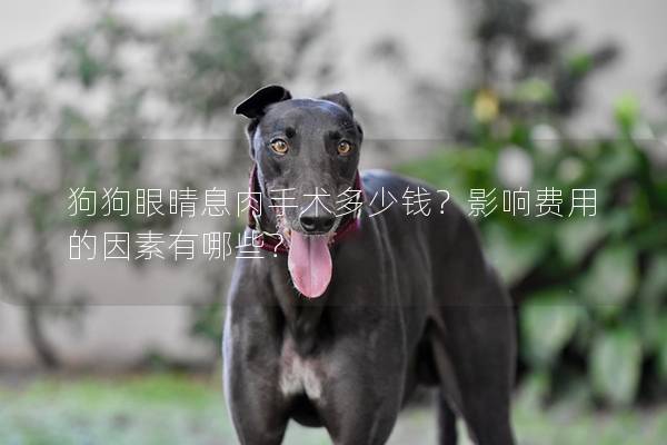 狗狗眼睛息肉手術多少錢？影響費用的因素有哪些？