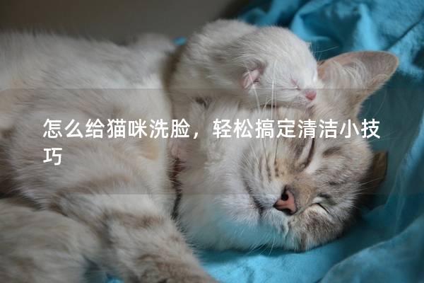 怎么給貓咪洗臉，輕松搞定清潔小技巧