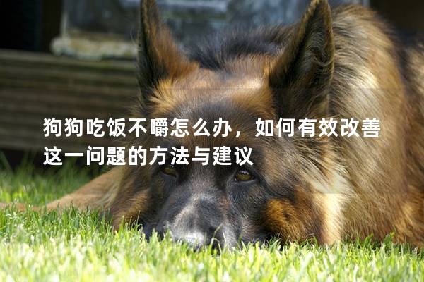狗狗吃飯不嚼怎么辦，如何有效改善這一問題的方法與建議