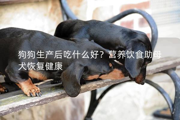 狗狗生產(chǎn)后吃什么好？營養(yǎng)飲食助母犬恢復健康
