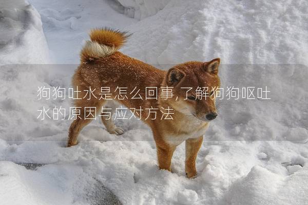 狗狗吐水是怎么回事,了解狗狗嘔吐水的原因與應(yīng)對(duì)方法