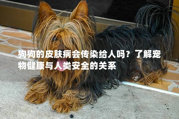 狗狗的皮膚病會(huì)傳染給人嗎？了解寵物健康與人類安全的關(guān)系
