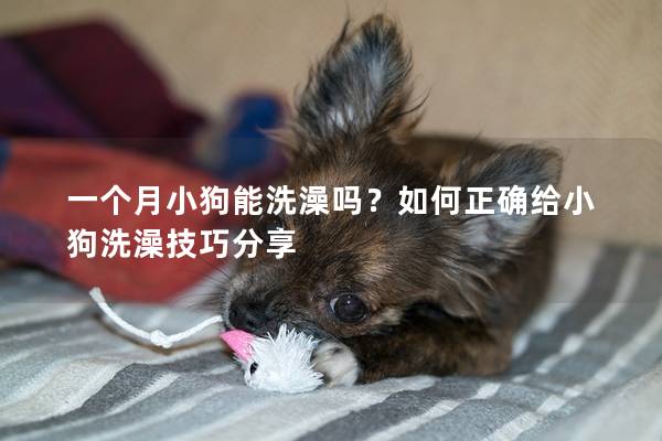 一個月小狗能洗澡嗎？如何正確給小狗洗澡技巧分享